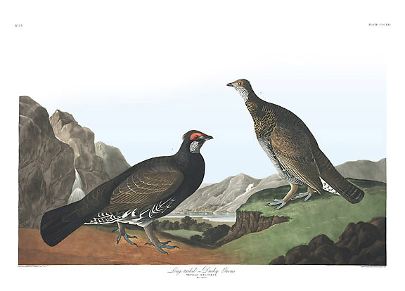 Blue Grouse